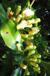 ARTTEC Hřebíček bio (Eugenia caryophyllata), Klinček